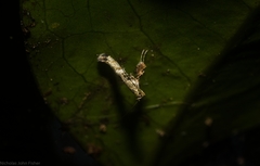 Cyphosticha panconita