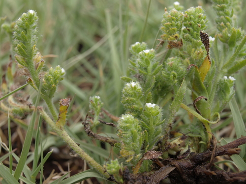 salty popcornflower (Plagiobothrys salsus)