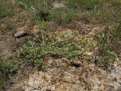 Plagiobothrys salsus