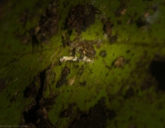 Cyphosticha panconita