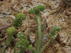 Plagiobothrys salsus