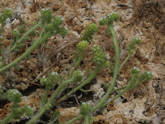 Plagiobothrys salsus