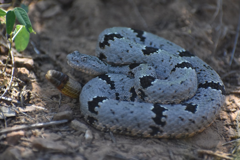 Banded Rock Rattlesnake in August 2024 by Max Roberts. Heard it buzz me ...