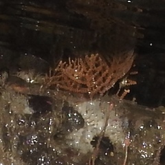 Abietinaria