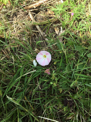 Convolvulus arvensis