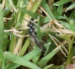 Tiphia vernalis