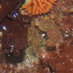 Abietinaria