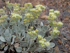 Eriogonum robustum