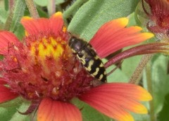 Acmaeodera mixta