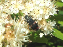 Trichodes ircutensis
