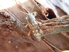 Xylotrechus rusticus