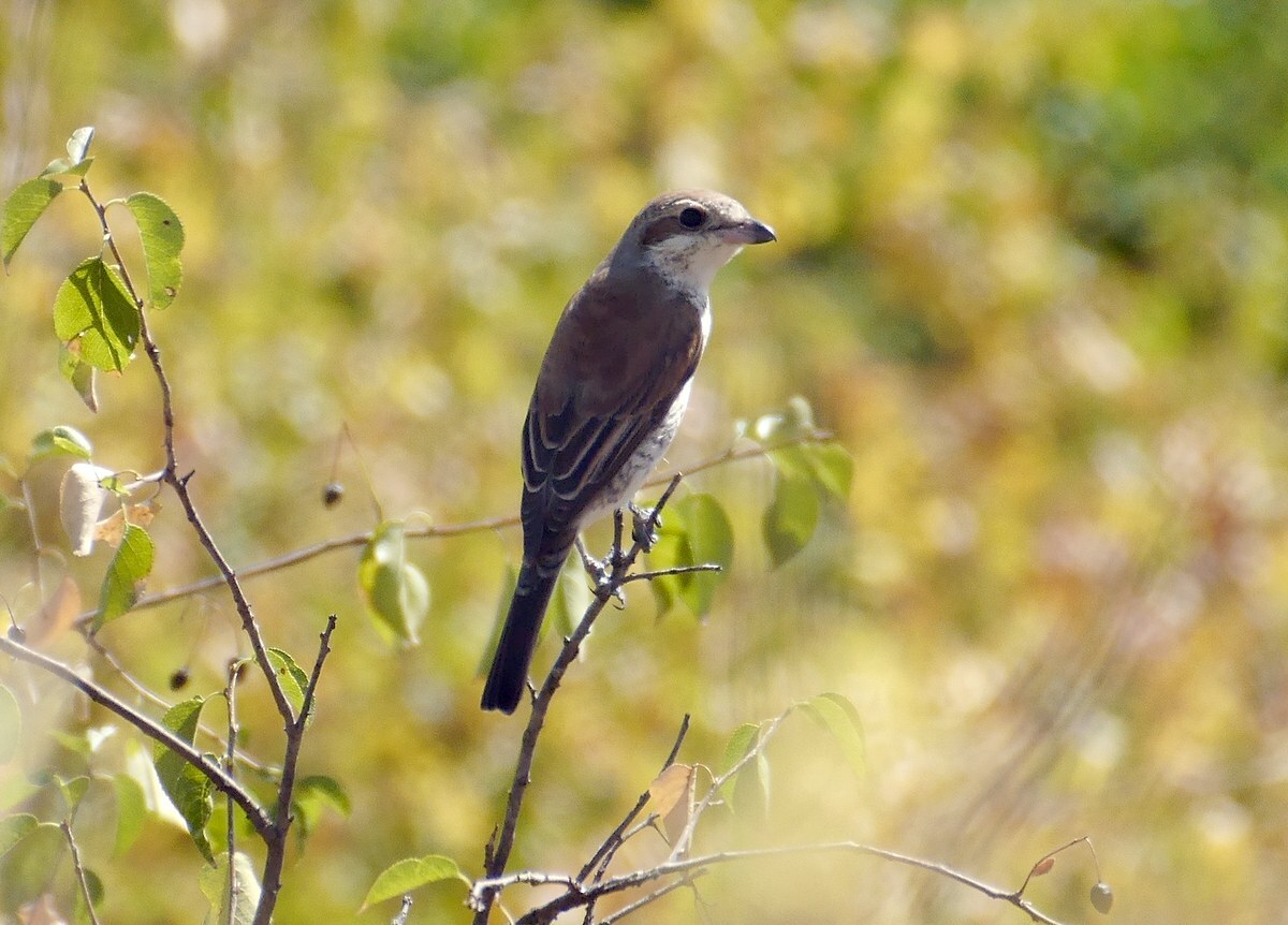 Red-backed Shrike