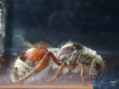 Dasymutilla sicheliana