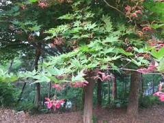 Acer palmatum