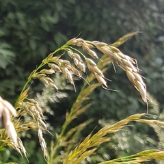 Arrhenatherum elatius