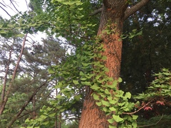 Ginkgo biloba