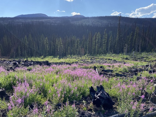 fireweed