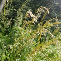 Arrhenatherum elatius