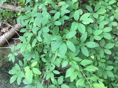 Tracheophyta