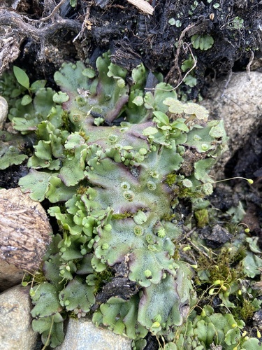 Common Liverwort