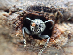 Xylotrechus rusticus