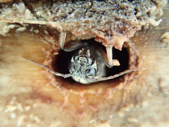 Xylotrechus rusticus