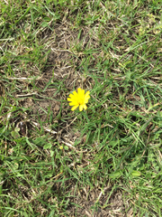 Asteraceae
