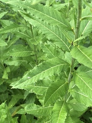 Sisymbrium strictissimum