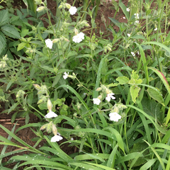 Behenantha