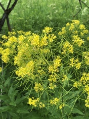 Sisymbrium strictissimum