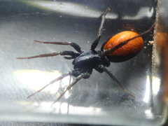 Castianeira occidens