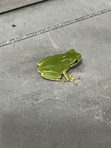 Japanese Tree Frog