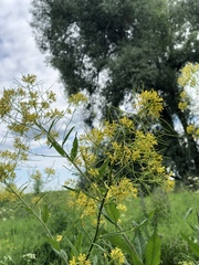 Sisymbrium strictissimum
