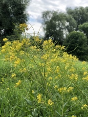 Sisymbrium strictissimum