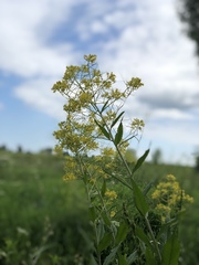 Sisymbrium strictissimum