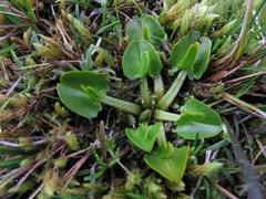 Caltha obtusa