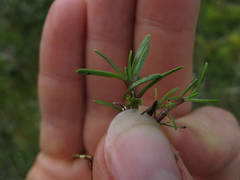Abrotanella caespitosa