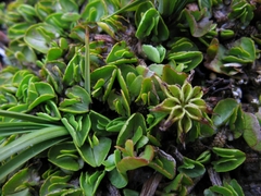Caltha obtusa