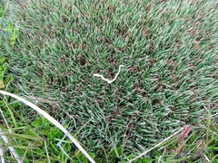 Oreobolus pectinatus