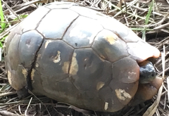 Kinixys belliana