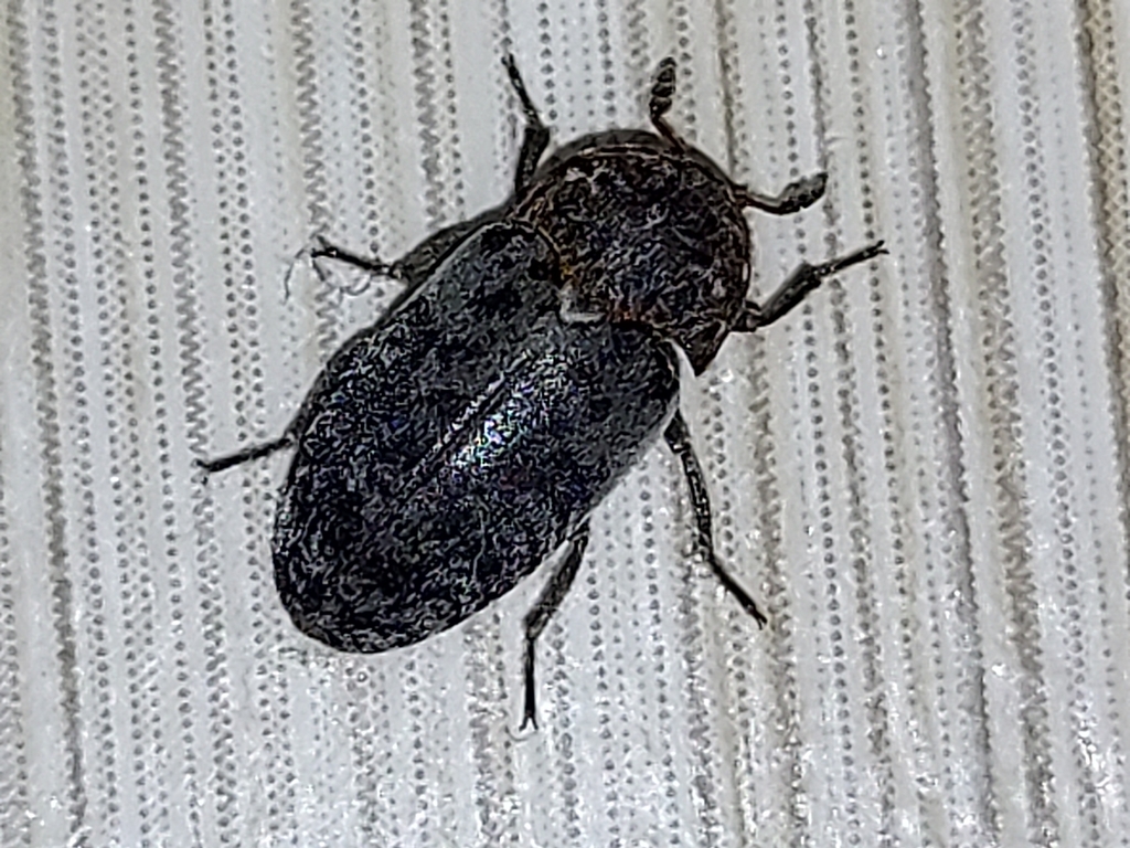 Skin beetle