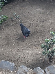 Columba livia domestica