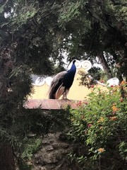 Pavo cristatus