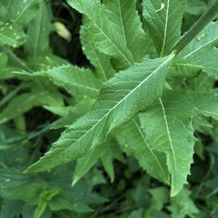 Sisymbrium strictissimum