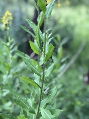 Sisymbrium strictissimum