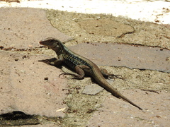Pholidoscelis fuscatus