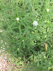 Achillea millefolium