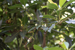 Elaeocarpus sylvestris