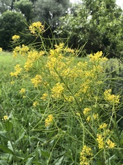 Sisymbrium strictissimum