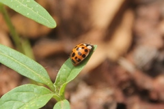 Harmonia axyridis